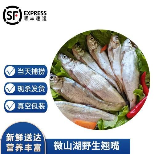白條金龍魚屬于什么檔次的品牌 白條金龍魚屬于什么檔次的品牌 觀賞魚百科 第1張