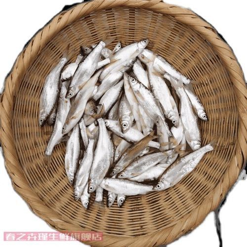 白條金龍魚屬于什么檔次的品牌 白條金龍魚屬于什么檔次的品牌 觀賞魚百科 第2張