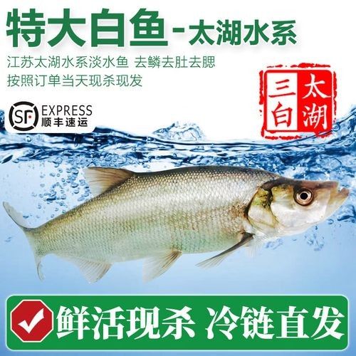 白條金龍魚屬于什么檔次的品牌 白條金龍魚屬于什么檔次的品牌 觀賞魚百科 第3張