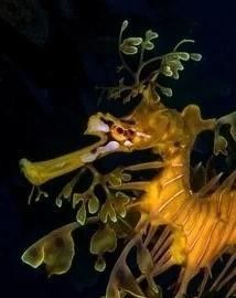 海龍魚繁殖方式是什么