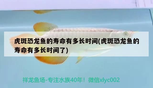 黑龍魚吃什么長得快又好養(黑魚吃什么食物長得快)（黑龍魚吃什么長得快又好養）