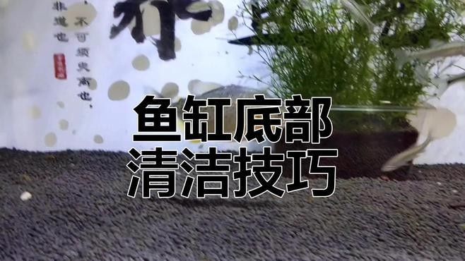 龍魚缸底材多久清洗一次