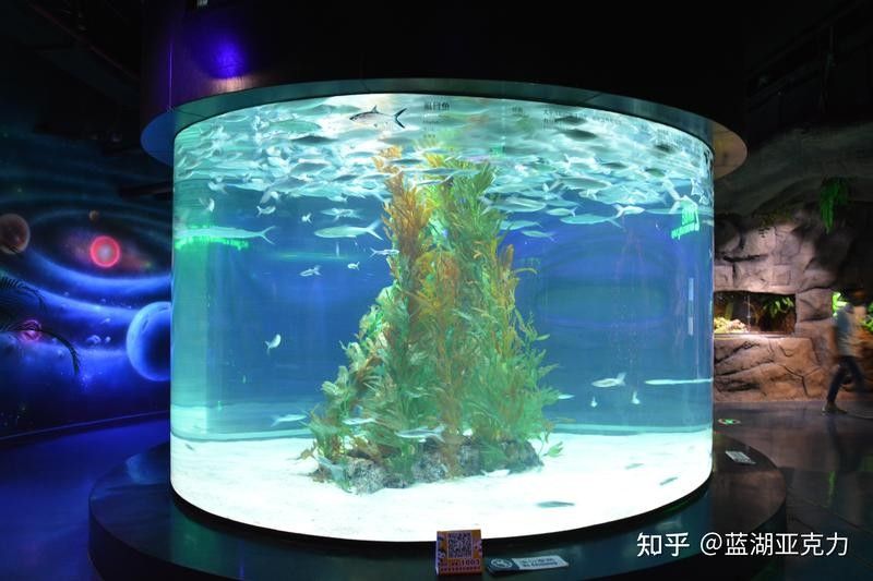 龍魚缸底材多久清洗一次