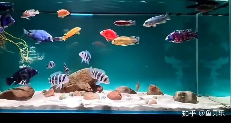 龍魚缸底材多久清洗一次