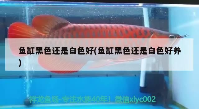 龍魚怕什么 魚缸黑色還是白色好(魚缸黑色還是白色好養(yǎng)) 觀賞魚百科 魚缸黑色還是白色好(魚缸黑色還是白色好養(yǎng)) 魚缸黑色還是白色好(魚缸黑色還是白色好養(yǎng)) 觀賞魚百科
