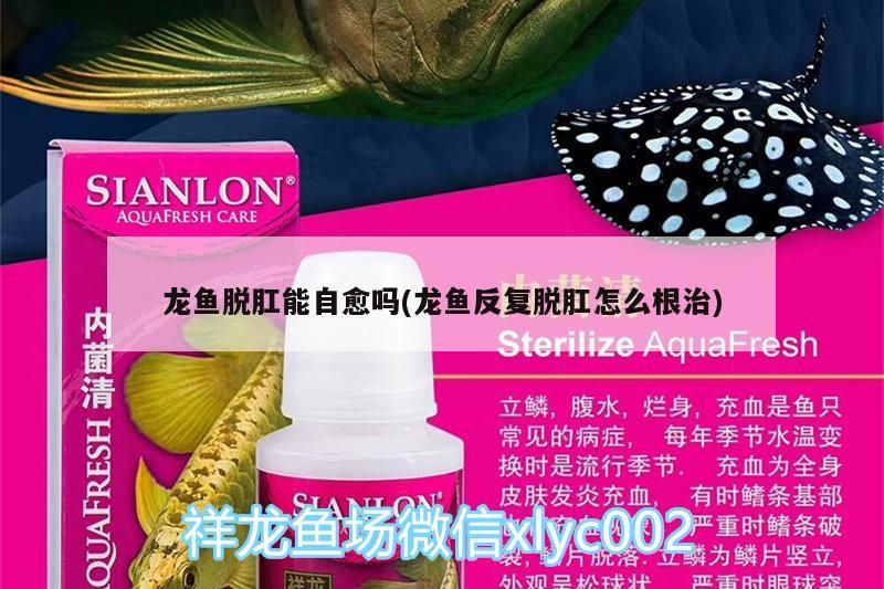 龍魚脫肛能自愈嗎(龍魚反復脫肛怎么根治)