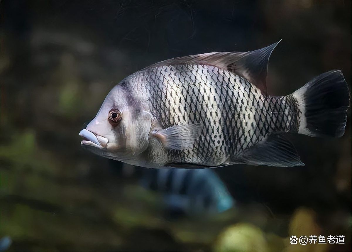 如何設置魟魚和龍魚的喂食區？（如何設置魟魚和龍魚的喂食區）