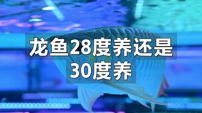 宣威哪個水族館龍魚好？祥龍魚場龍魚 宣威哪個水族館龍魚好？祥龍魚場龍魚 龍魚百科 第6張