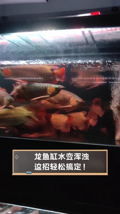 宣威哪個水族館龍魚好？祥龍魚場龍魚 宣威哪個水族館龍魚好？祥龍魚場龍魚 龍魚百科 第11張