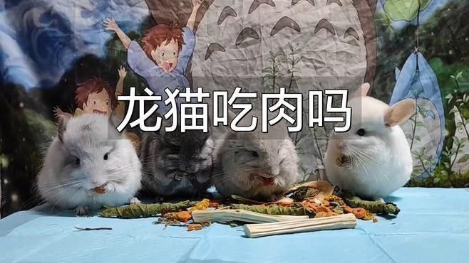 龍貓吃蔬菜需要煮熟嗎？（龍貓吃什么食物捷報漲分攻略龍貓吃什么食物漲分攻略）