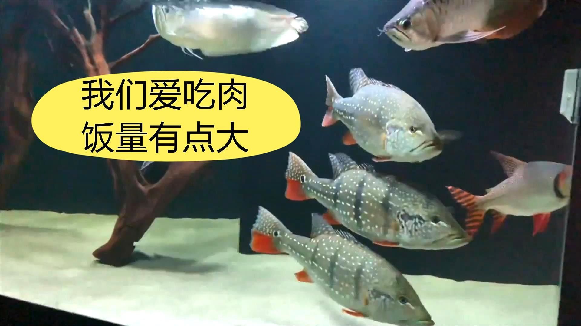 帝王三間魚，祥龍魚場