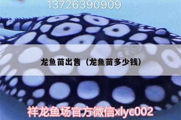 龍魚苗出售（龍魚苗多少錢）