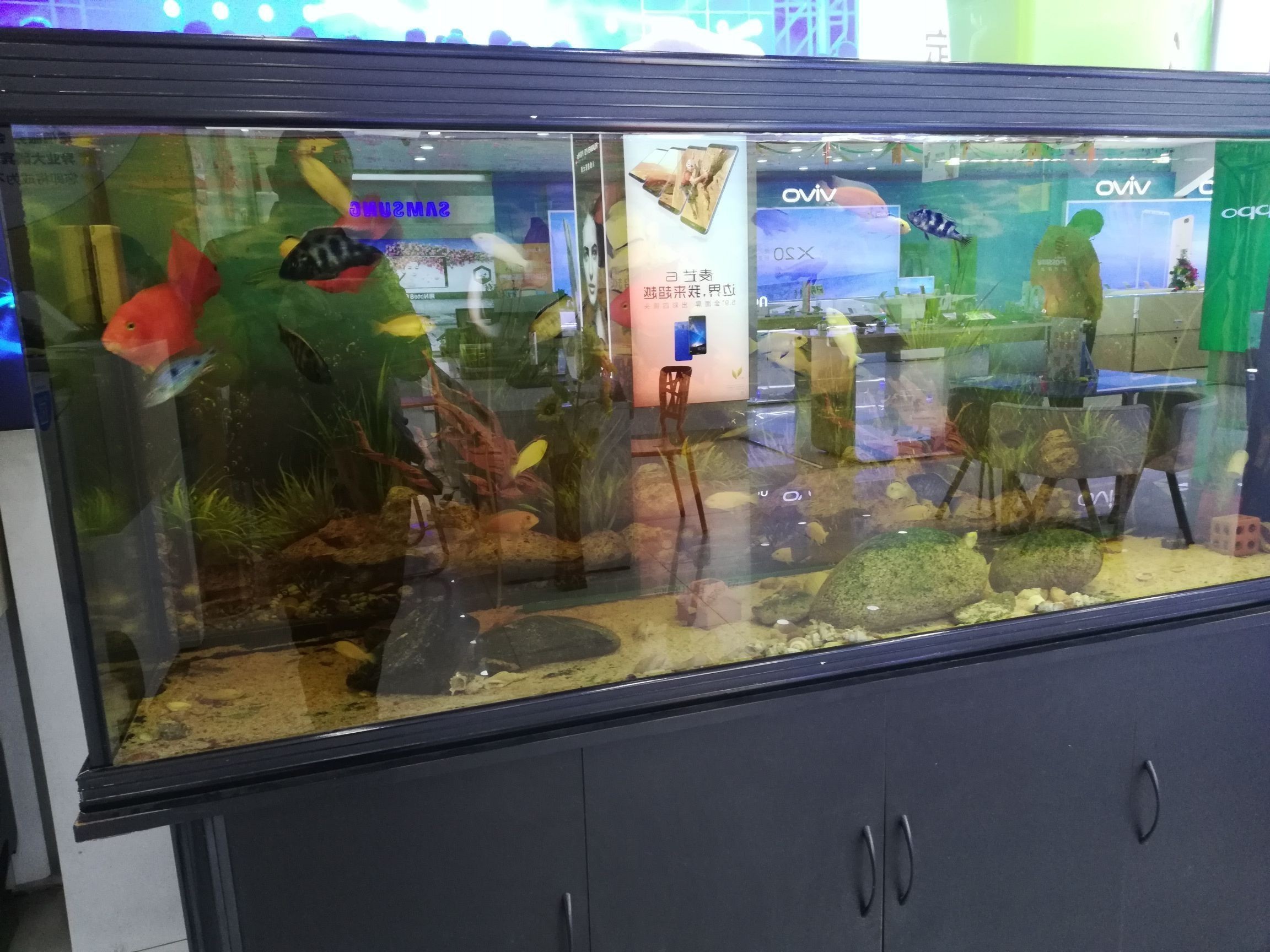 曬2017年養(yǎng)魚賬單心情比錢重要