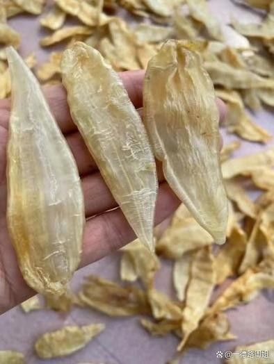 金龍魚膠多久泡發一次