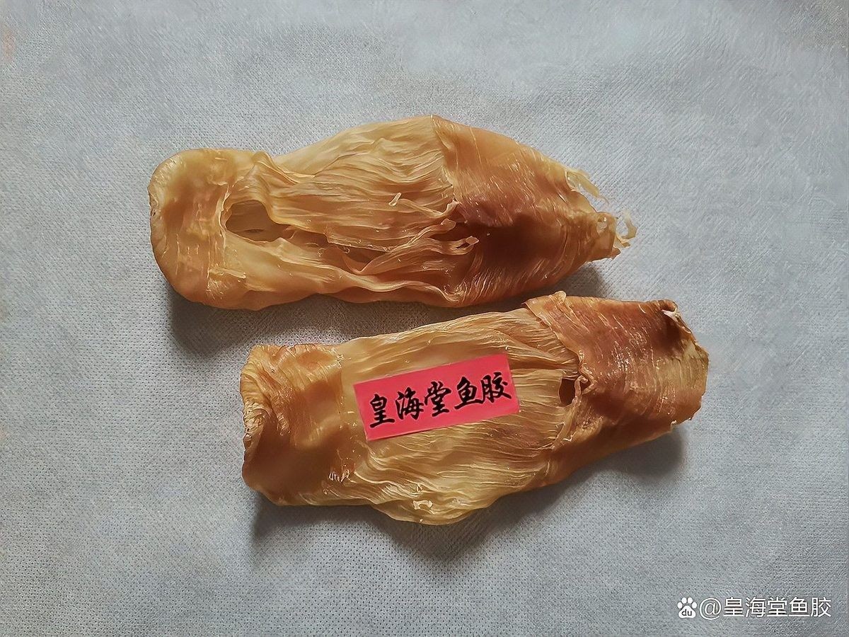 金龍魚膠多久泡發一次