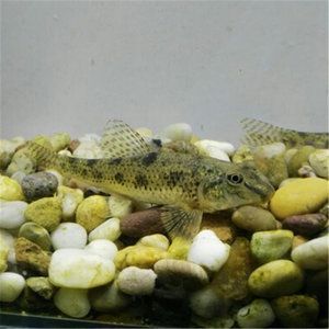 蘇虎魚價格多少錢一只：蘇虎魚價格多少一只 蘇虎魚價格多少錢一只：蘇虎魚價格多少一只 觀賞魚百科 第3張