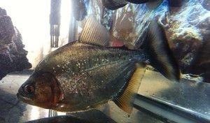 蘇虎魚價格多少錢一只:蘇虎魚價格多少一只 觀賞魚百科 第2張 蘇虎魚價格多少錢一只:蘇虎魚價格多少一只 蘇虎魚價格多少錢一只:蘇虎魚價格多少一只 觀賞魚百科 第2張