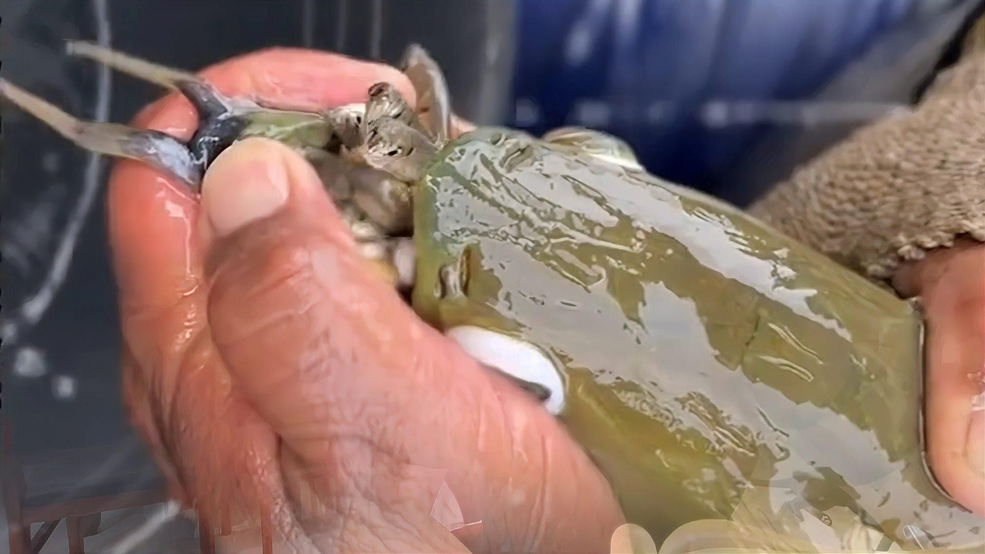 龍魚在繁殖期吃什么 龍魚在繁殖期吃什么 龍魚百科 第2張