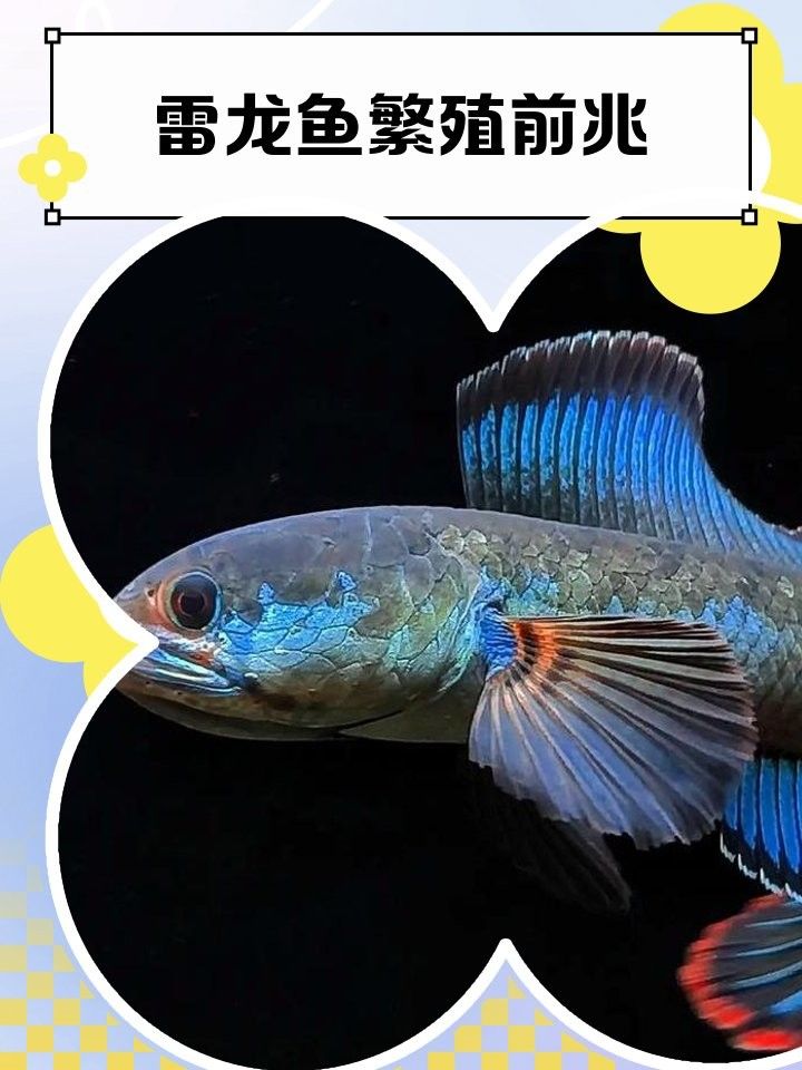 七彩雷龍魚繁殖期如何護(hù)理？（七彩雷龍魚如何繁殖）