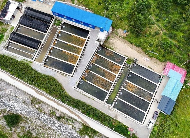 湯旺河哪個水族館龍魚好？祥龍魚場龍魚 湯旺河哪個水族館龍魚好？祥龍魚場龍魚 龍魚百科 第8張