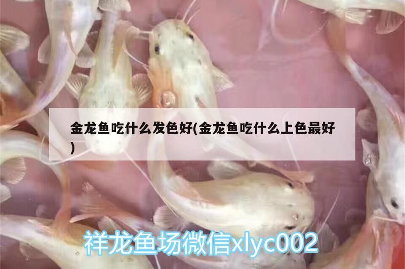 金龍魚吃什么發色好(金龍魚吃什么上色最好)