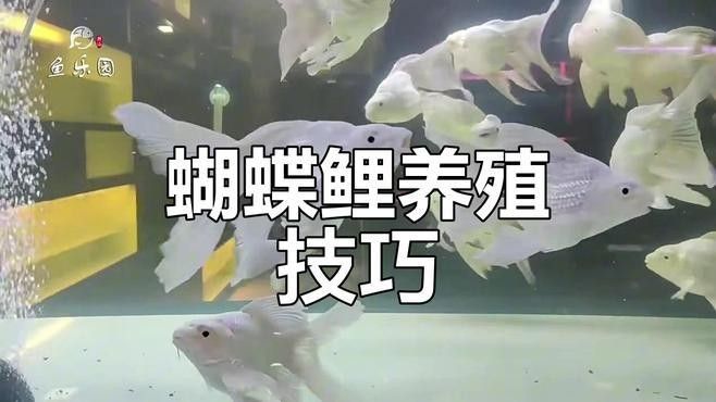 蝴蝶鯉和龍魚混養(yǎng)需要多長時(shí)間適應(yīng)