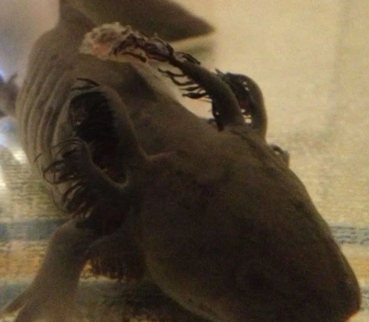 六角恐龍魚跳出魚缸后多久會死（六角恐龍魚的飼養秘籍）
