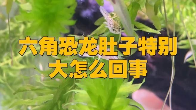 如何判斷恐龍魚是否吃飽（六角恐龍魚的飼養(yǎng)技巧）