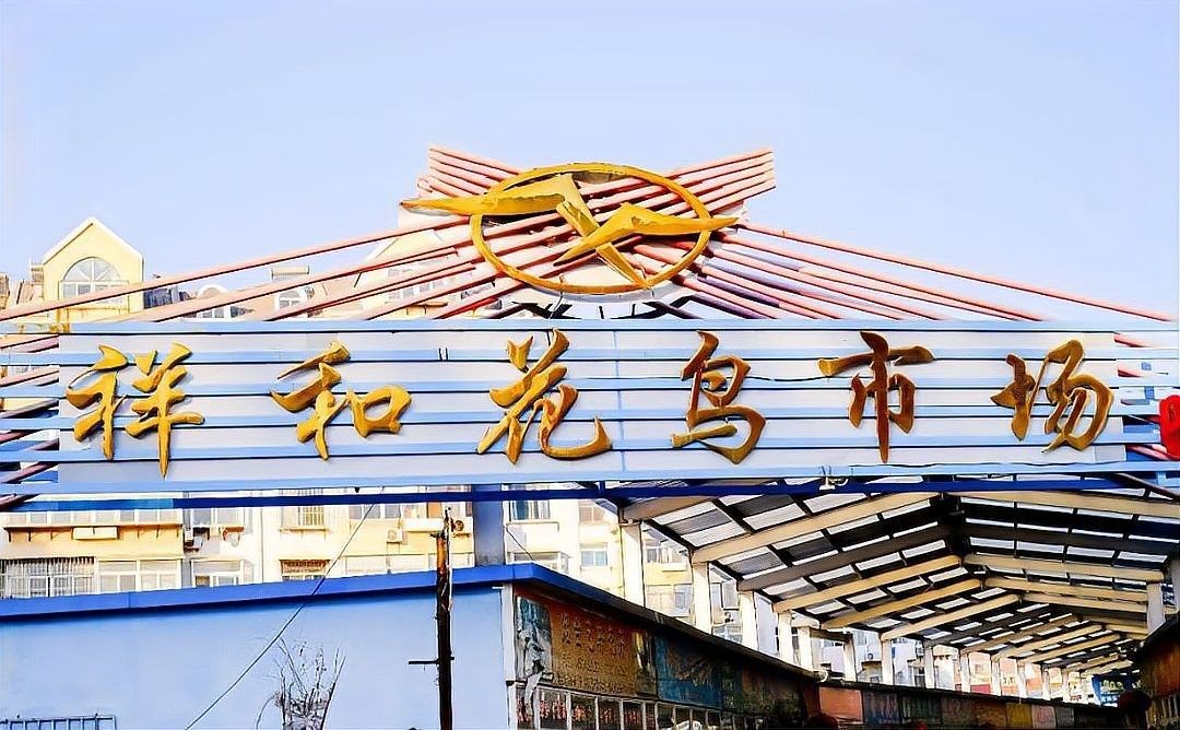 <strong><mark>道里</mark></strong>區(qū)花鳥魚市場(chǎng)的龍魚品種有哪些