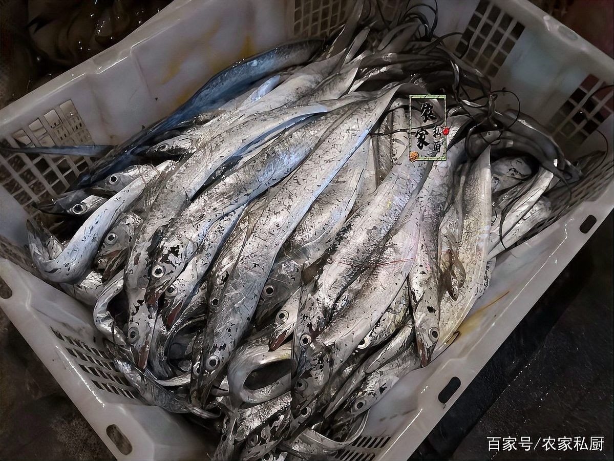 龍口魚俗稱什么魚（海里最嫩的龍口魚,外焦內(nèi)嫩超好吃）