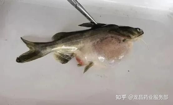 腹水病對(duì)龍魚(yú)有哪些具體影響