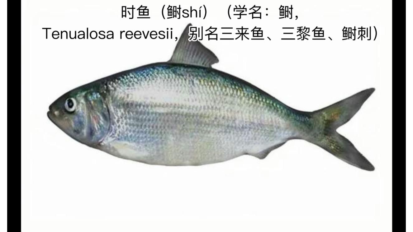 鰣魚簡介