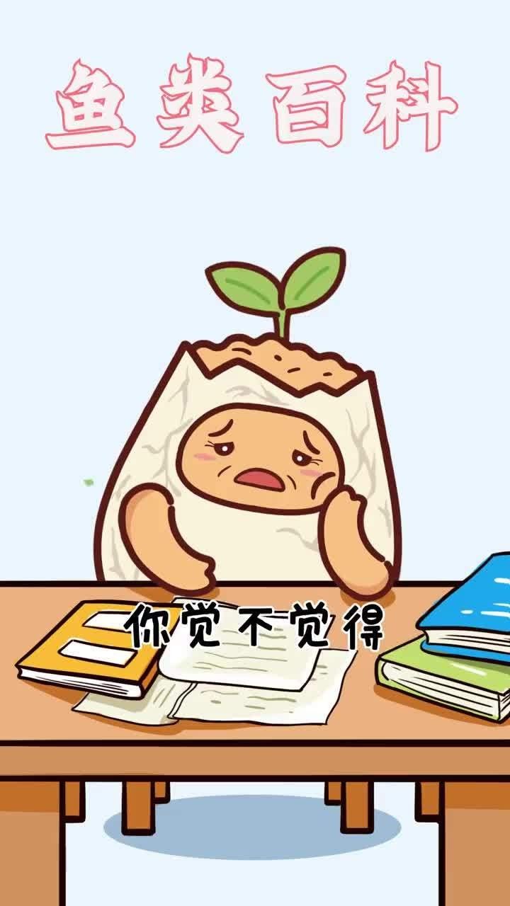 鰣魚簡介