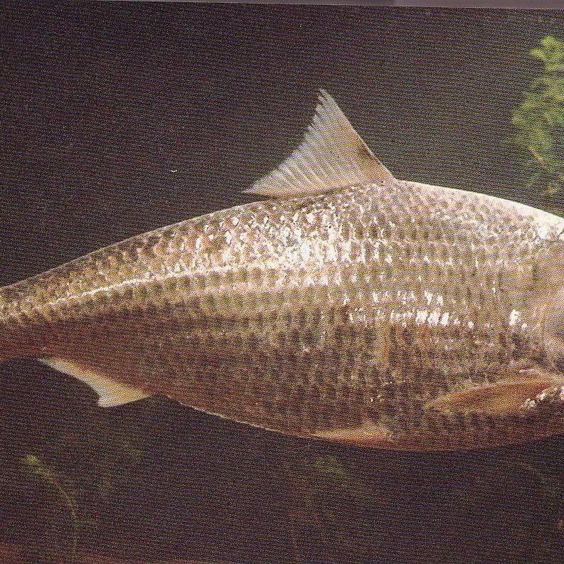 鰣魚簡介