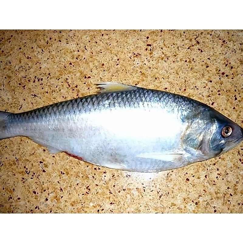 鰣魚簡介