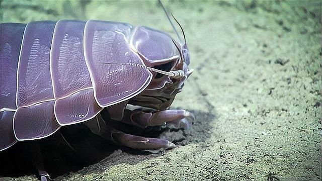 發(fā)光器官在深海龍魚中的分布 發(fā)光器官在深海龍魚中的分布 龍魚百科 第3張