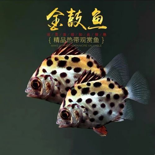 非洲金鼓魚十大名牌排名及價格 非洲金鼓魚十大名牌排名及價格 觀賞魚百科 第3張