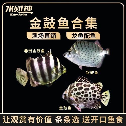 非洲金鼓魚十大名牌排名及價格 非洲金鼓魚十大名牌排名及價格 觀賞魚百科 第2張
