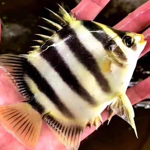 非洲金鼓魚十大名牌排名及價格 非洲金鼓魚十大名牌排名及價格 觀賞魚百科 第4張