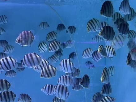 非洲金鼓魚十大名牌排名及價格 非洲金鼓魚十大名牌排名及價格 觀賞魚百科 第7張