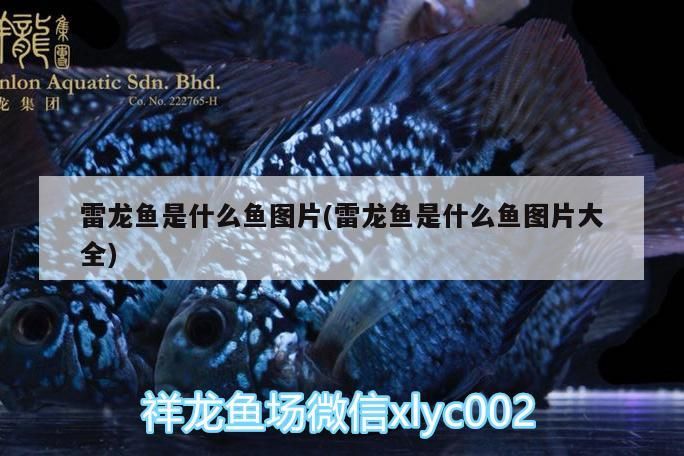 雷龍魚是什么魚圖片(雷龍魚是什么魚圖片大全)