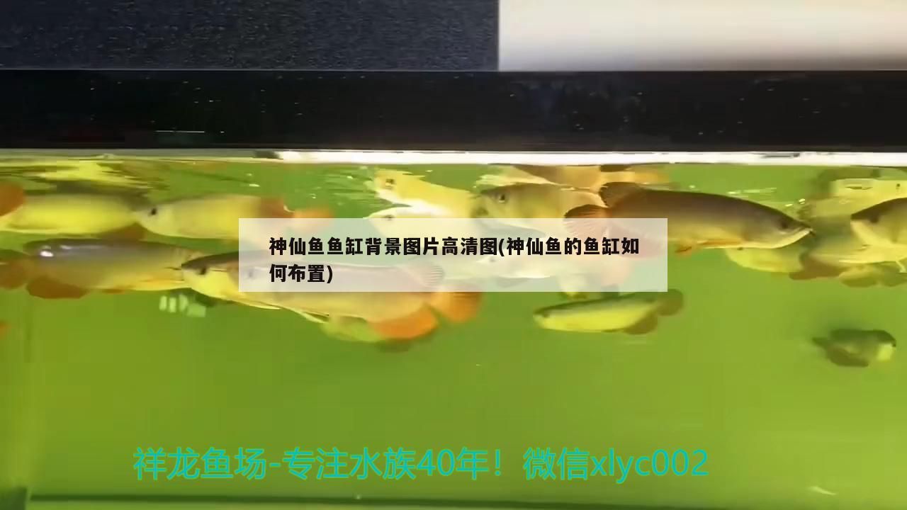神仙魚魚缸背景圖片高清圖(神仙魚的魚缸如何布置)
