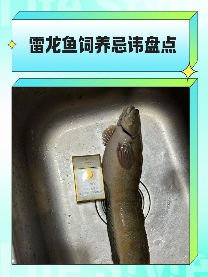 火背雷龍魚(yú)多久換一次水（關(guān)于火背雷龍魚(yú)多久換一次水的一些建議雷龍魚(yú)怎么養(yǎng)） 火背雷龍魚(yú)多久換一次水（關(guān)于火背雷龍魚(yú)多久換一次水的一些建議雷龍魚(yú)怎么養(yǎng)） 龍魚(yú)百科 第14張