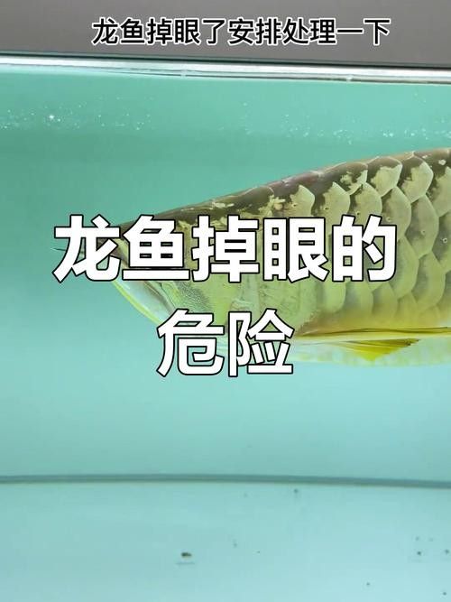 哪些金龍魚品種容易掉眼