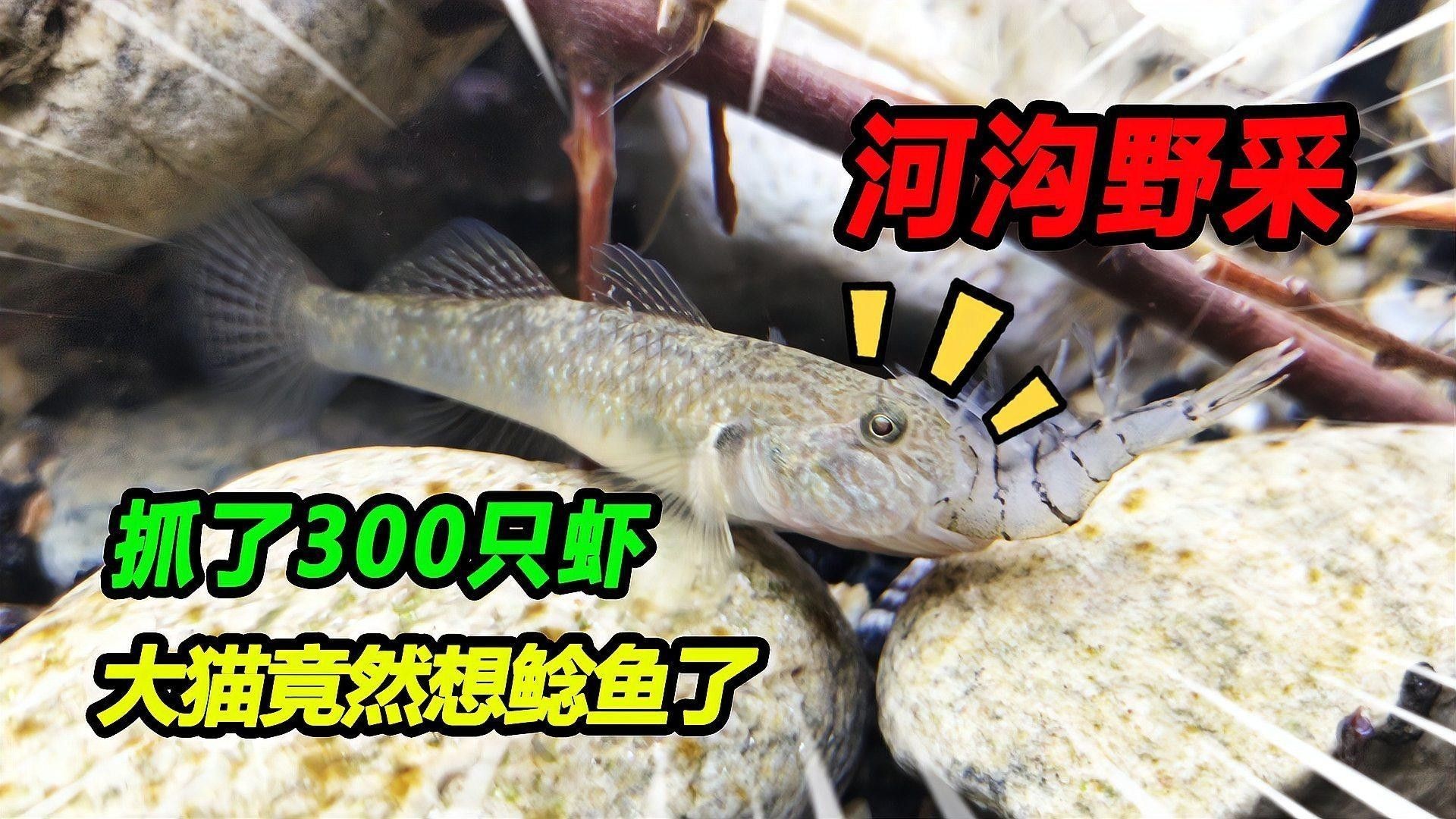 龍魚斷食期間需要加氧嗎