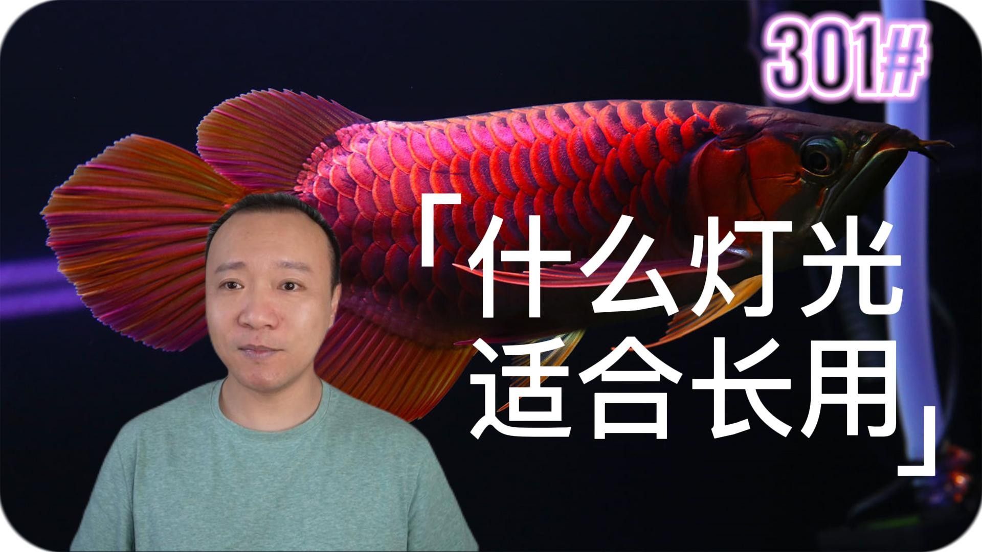 龍魚燈光需要24小時開嗎