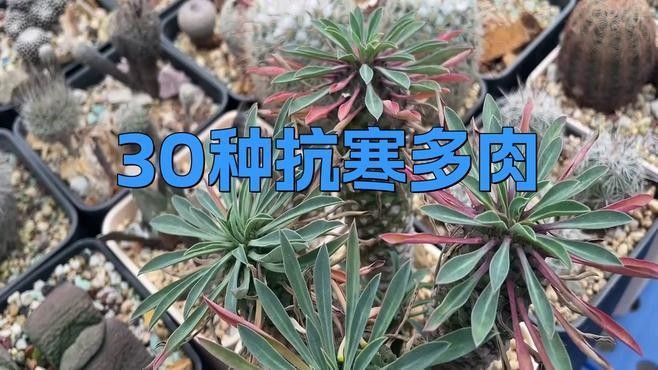 耐寒品種中哪個最好養？