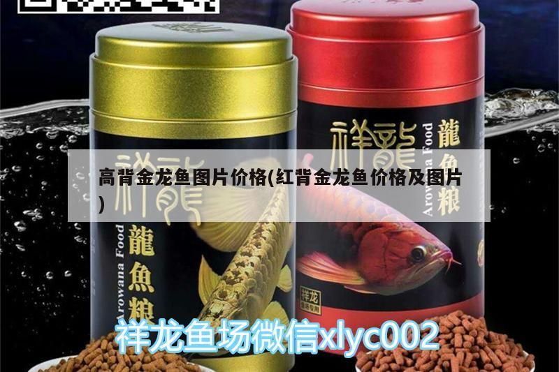 高背金龍魚圖片價格(紅背金龍魚價格及圖片) 高背金龍魚圖片價格(紅背金龍魚價格及圖片) 觀賞魚百科