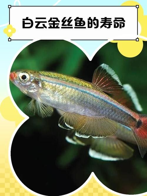 白云金絲魚觀賞魚