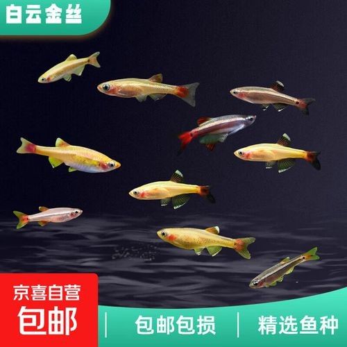 白云金絲魚觀賞魚